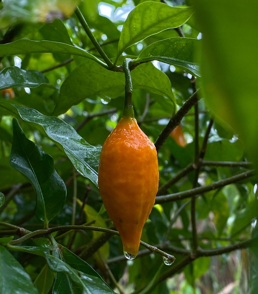 The orange fruit of the iboga plant among green leaves