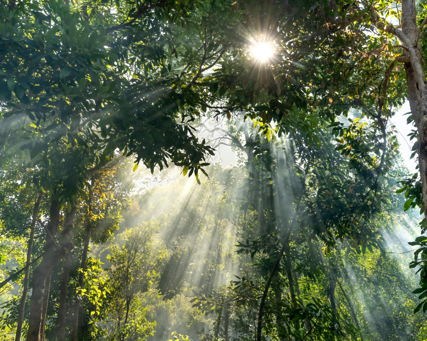 Sunlight breaking through a forest canopy